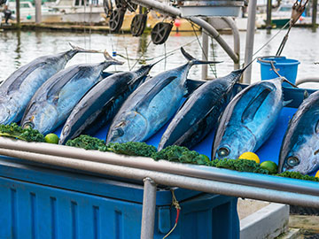 Canadian Albacore Tuna