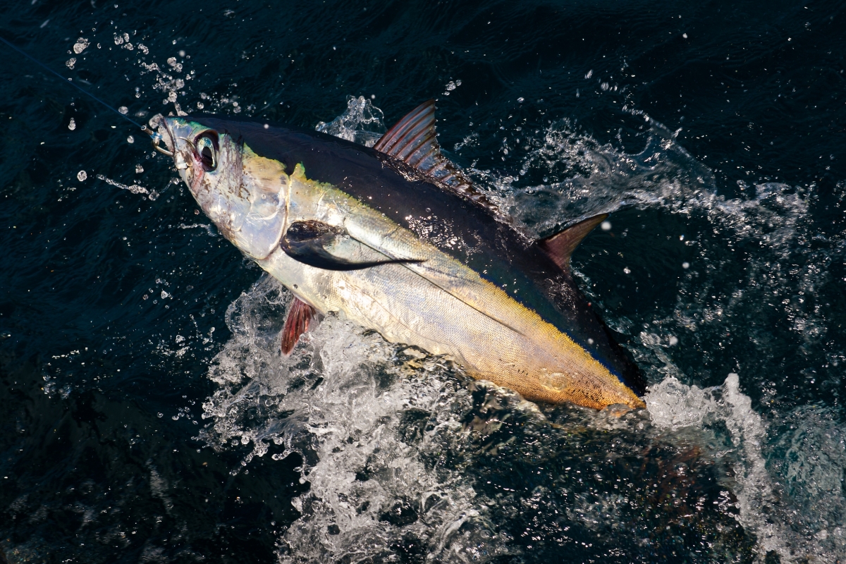 Omega 3 Fatty Acids in Canadian Albacore Tuna